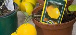 Lemons from Garden of Eva