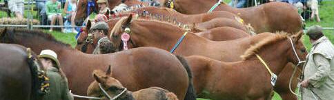 Many Suffolk Punches