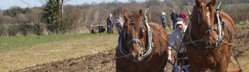 Suffolk Punches ploughing near Stradbroke