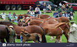 Suffolk Punches at the 2007 Framlingham Horse Show